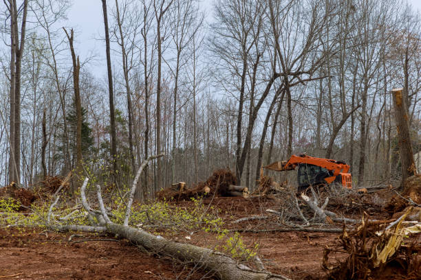 Best Hazardous Tree Removal  in Hartshorne, OK