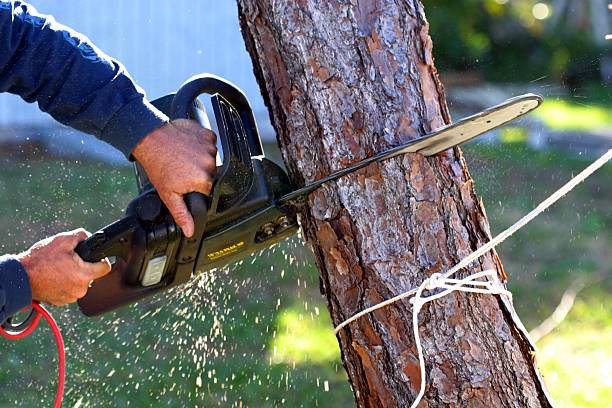 How Our Tree Care Process Works  in  Hartshorne, OK